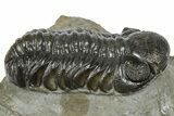 Detailed Austerops Trilobite - Ofaten, Morocco #372437-1
